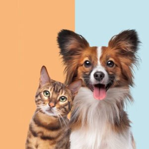 All for pets